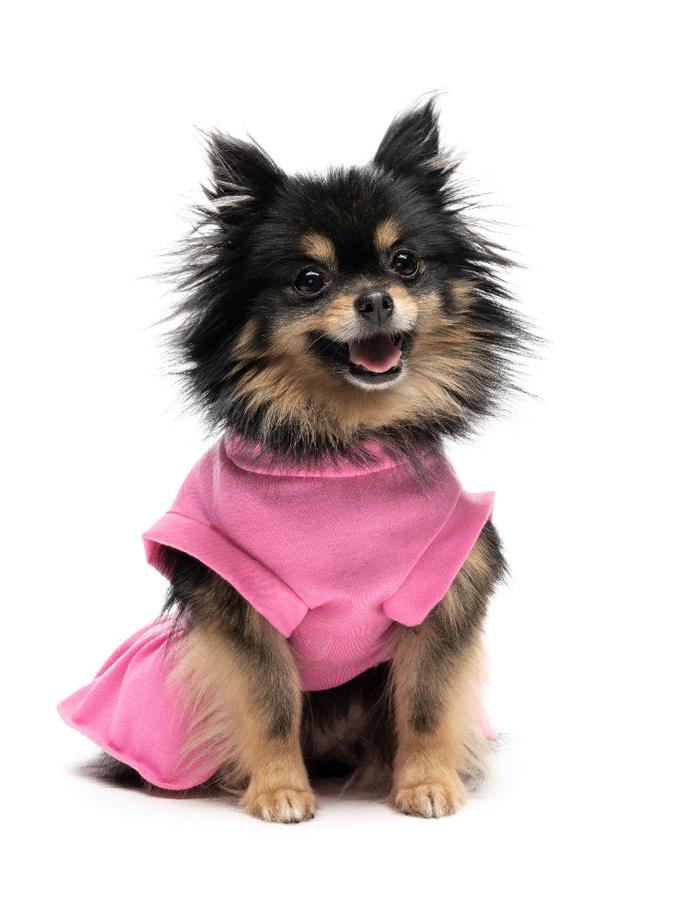 Cheer Pet Dress On Sale