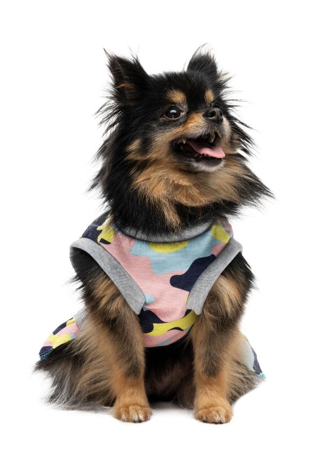 Cheer Pet Dress Same Day Delivery