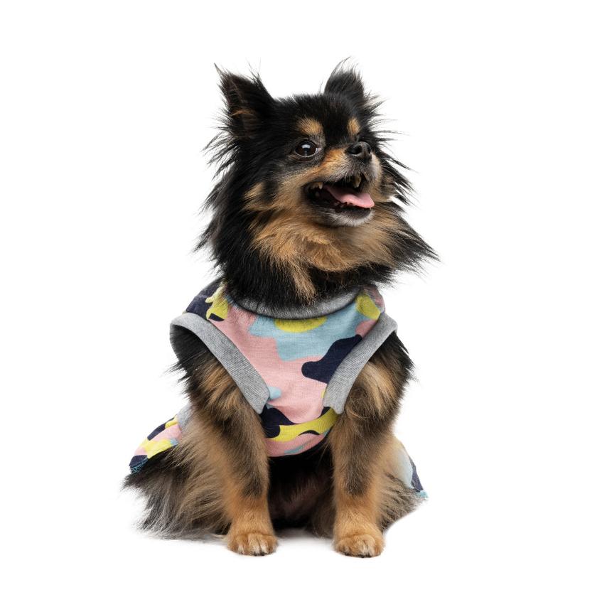 Cheer Pet Dress Same Day Delivery