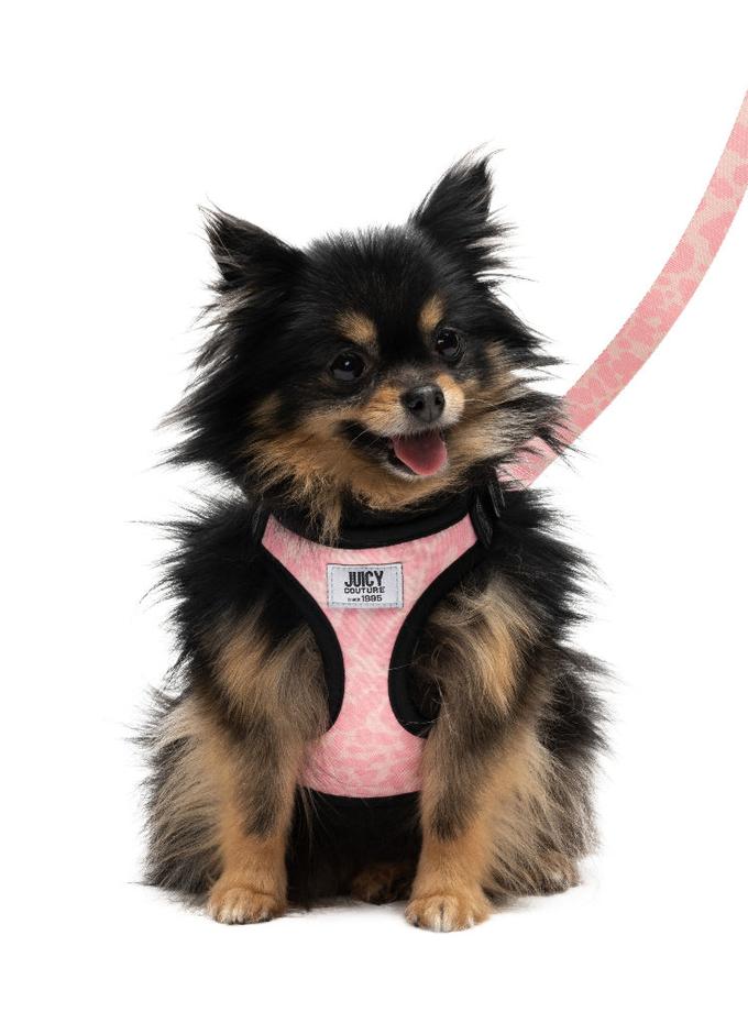 Harness & Leash Set Free shipping