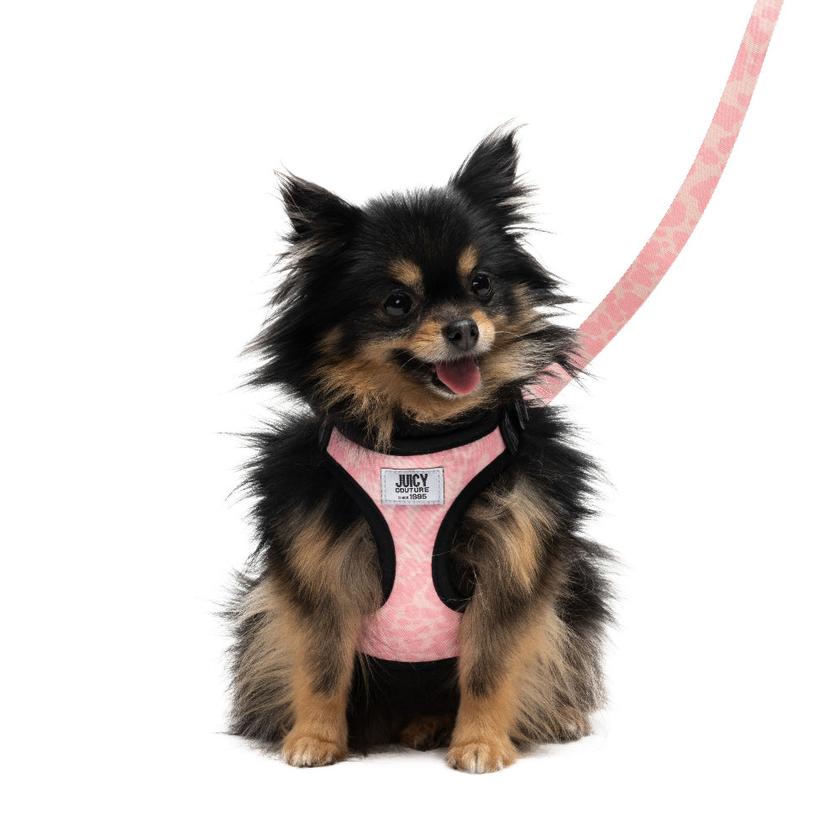 Harness & Leash Set Free shipping