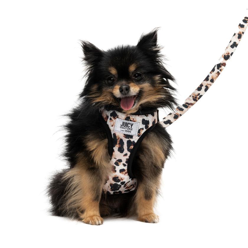 Harness & Leash Set On Sale