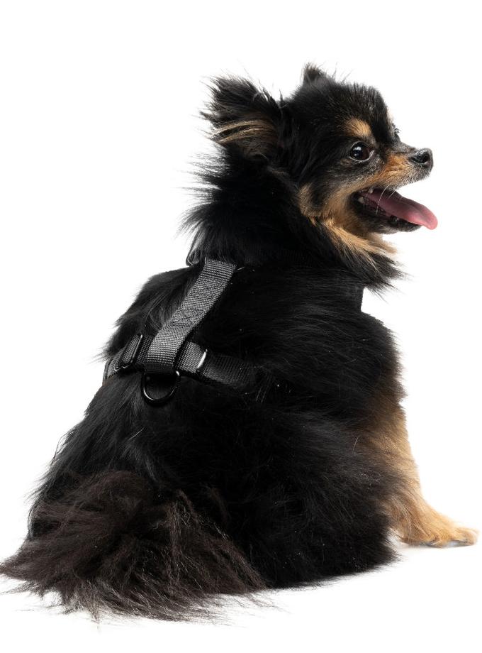 Harness & Leash Set On Sale