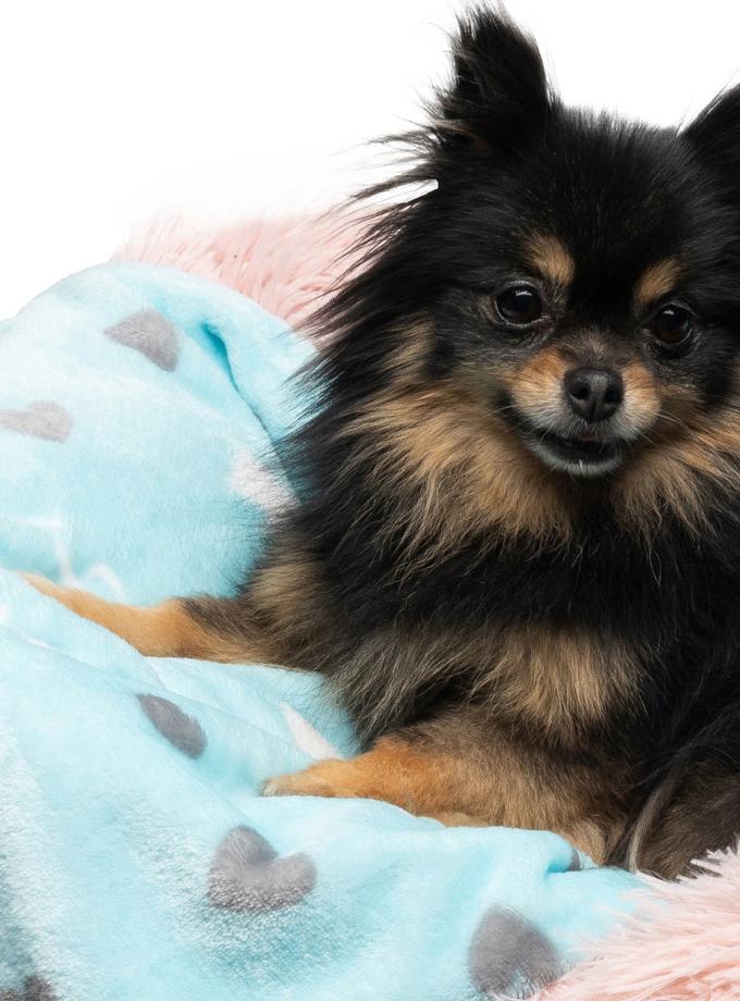 Plush Pet Blanket High Quality